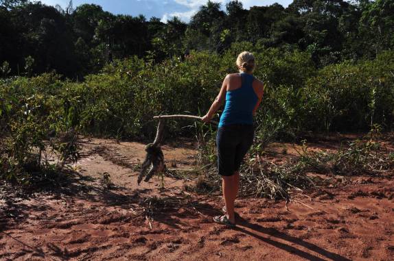 Ajudando o bicho-preguiça a cruzar a estrada, no trecho inicial da BR-319, rodovia que liga Manaus à Porto Velho